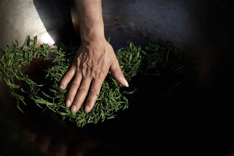 Ilustračná fotografia čajových lístkov Pu-erh