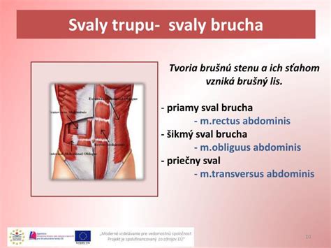 Infografika zobrazujúca rôzne svaly brucha