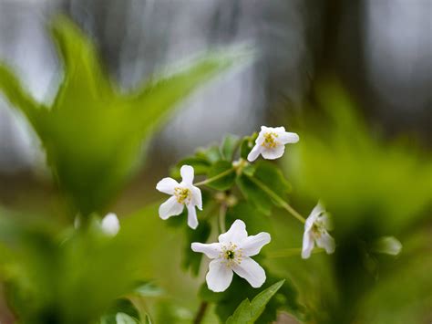 rozkvitnuté medvedie cesnakové pole v jarnom lese