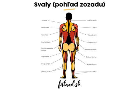 Ilustrácia znázorňujúca anatomickú stavbu hornej polovice tela s vyznačenými svalmi ako prsné svaly, chrbtové svaly, svaly ramien a paží.