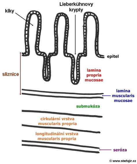 Ilustračná schéma žalúdočnej sliznice s vyznačeným zápalom