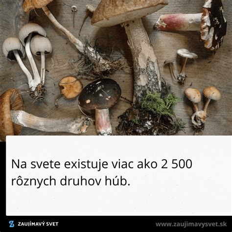 ilustrácia rôznych druhov húb
