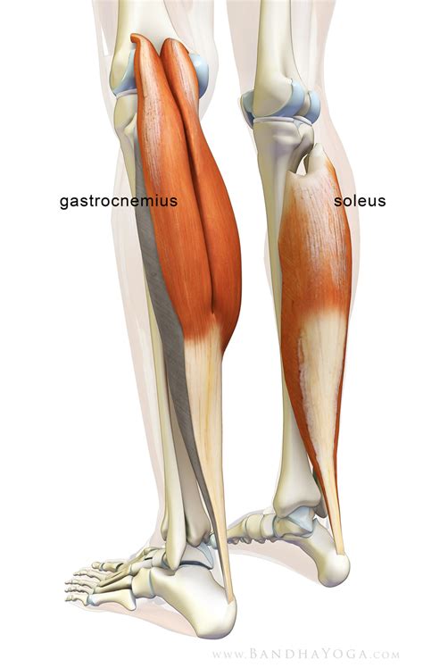 Detailná anatomická kresba lýtkových svalov s označením gastrocnemius a soleus.