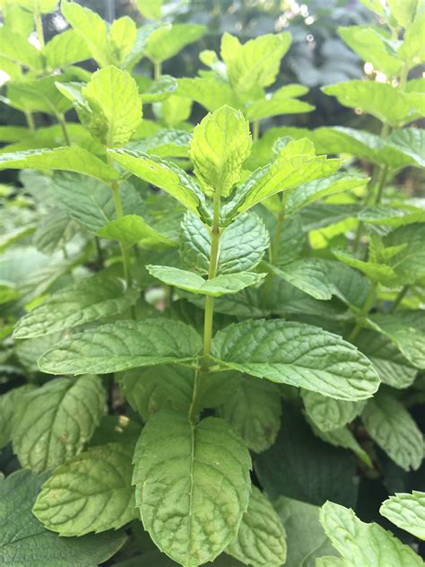 Ilustračná fotografia listov mäty piepornej