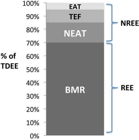 Diagram porovnávajúci BMR a TDEE a ich zložky