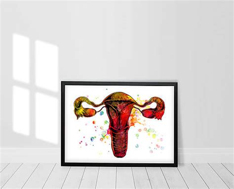 Ilustrácia ženského reprodukčného systému s vyznačenými vaječníkmi a maternicou.