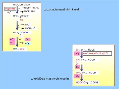Schéma znázorňujúca transport mastných kyselín do mitochondrií pomocou L-karnitínu