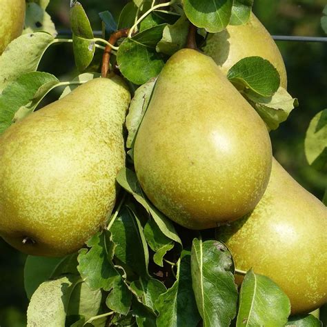 ovocný strom s grapefruitmi