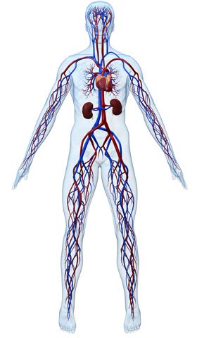 Ilustrácia ľudského krvného obehu