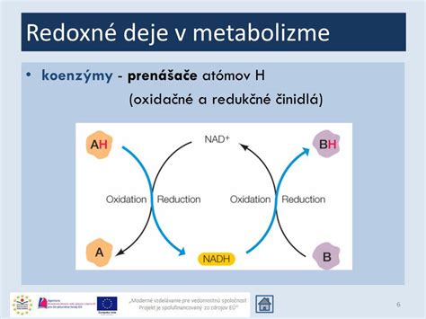 Ilustrácia znázorňujúca vzťah medzi katabolickými a anabolickými procesmi v metabolizme.