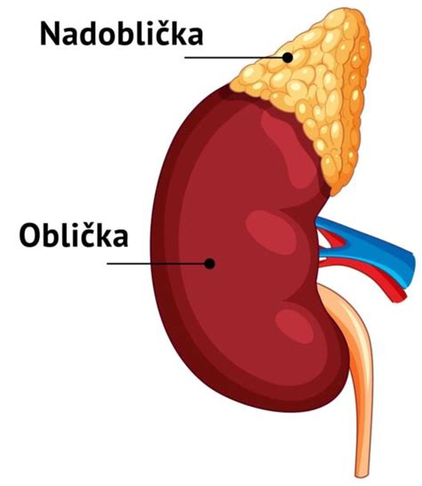 Schematické znázornenie nadobličky s rozdelením na kôru a dreň.