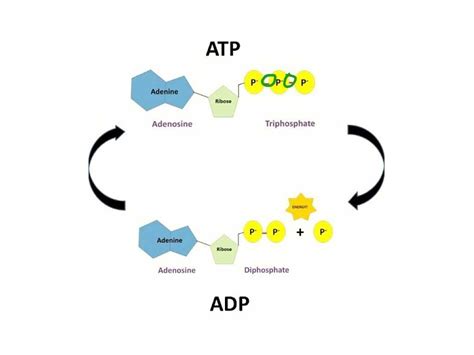 Schematické znázornenie cyklu ATP a jeho premeny na ADP.