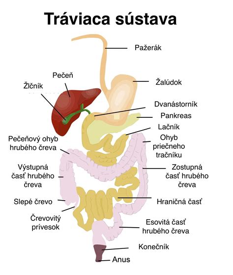Schematické znázornenie ľudskej tráviacej sústavy.