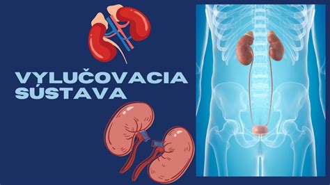 Schematické znázornenie ľudskej močovej sústavy.