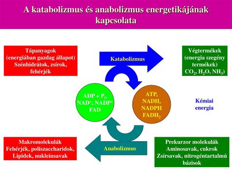 Schéma porovnávajúca anabolizmus a katabolizmus