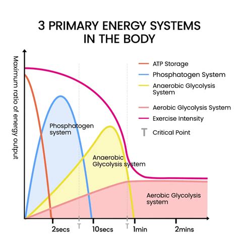 Diagram znázorňujúci tri energetické systémy svalov