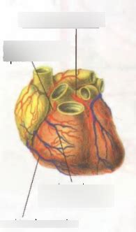 Ilustrácia znázorňujúca základné životné funkcie, ktoré BMR pokrýva (dýchanie, činnosť srdca, regulácia teploty).