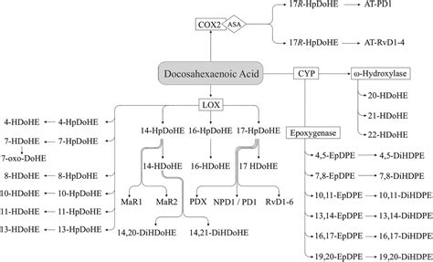 schéma metabolizmu kyseliny arachidónovej s vyznačenými dráhami COX a LOX a vznikajúcimi eikosanoidmi