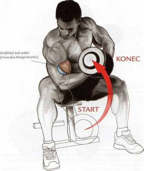 Ilustrácia znázorňujúca rozdiel medzi komplexným cvikom (napr. drep) a izolovaným cvikom (napr. bicepsový zdvih)