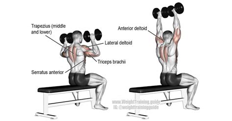 Schéma cviku: Tlaky na ramená s jednoručkami