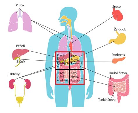 Schematické znázornenie brušnej dutiny s vyznačením viscerálneho tuku okolo orgánov.