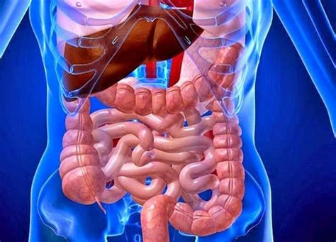 schematické znázornenie tráviaceho traktu s vyznačenými oblasťami, ktoré môžu byť postihnuté zápalovými ochoreniami čriev