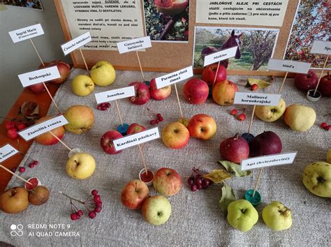 galéria obrázkov rôznych odrôd jabĺk