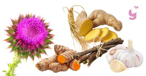 Obrázok znázorňujúci rôzne bylinky a potraviny prospešné pre pečeň.