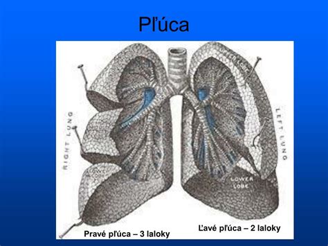 Ilustrácia ľudských pľúc s vyznačenými alveolami