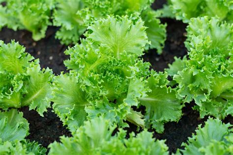 Obrázok rôznych druhov zelenej listovej zeleniny.