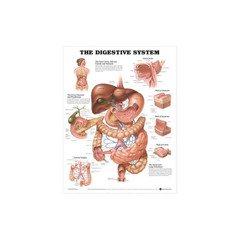 Ilustrácia znázorňujúca tráviaci systém a proces nadúvania.