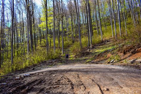 Muž bežiaci po lesnej ceste