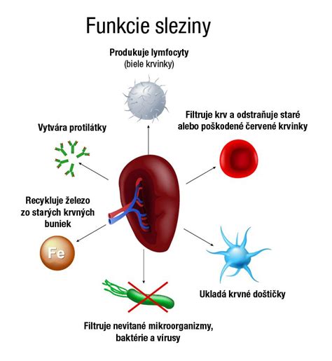 infografika zobrazujúca funkcie elektrolytov v ľudskom tele