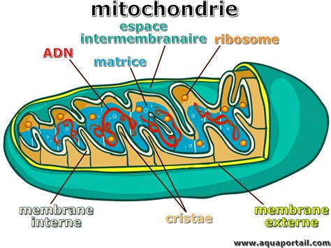 Ilustrácia mitochondrie s detailným zobrazením vnútorných štruktúr (kristy, matrix)
