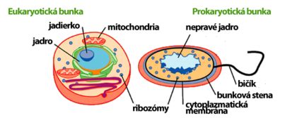 Porovnávacia schéma prokaryotickej a eukaryotickej bunky