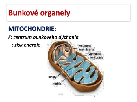 Schematické znázornenie procesu bunkového dýchania v mitochondriách