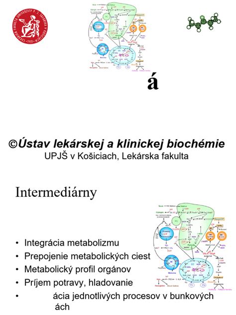 infografika s klíčovými faktory ovlivňujícími metabolizmus