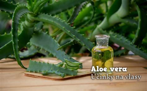 Infografika zobrazujúca tráviaci systém a účinky aloe vera na jeho čistenie