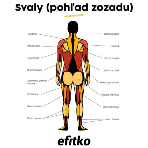 Ilustrácia správneho prevedenia cviku na široký sval chrbtový