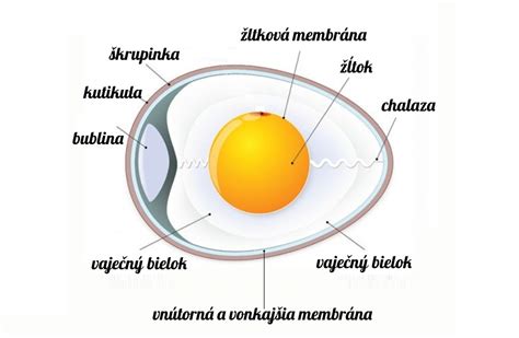 Infografika zobrazujúca nutričné zloženie vajíčka s vyznačenými bielkovinami, vitamínmi, minerálmi a tukmi