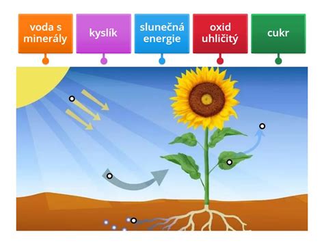 Schéma základného princípu fotosyntézy: vstup CO2 a H2O, vplyv svetla a chlorofylu, výstup O2 a organických látok