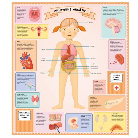 Ilustrácia ľudského tela s vyznačenou oblasťou viscerálneho tuku okolo vnútorných orgánov.