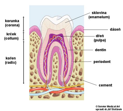Schéma stavby zuba s vyznačenou sklovinou, dentínom a pulpou