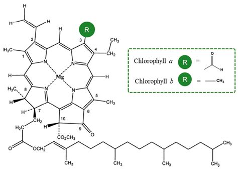Detailná schéma molekuly chlorofylu a jej porovnanie s hemoglobínom