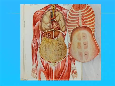 Ilustrácia ženského tela s vyznačenou oblasťou pása a brucha.