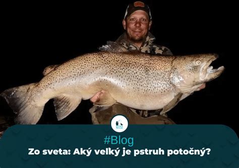 Fotografia rôznych druhov pstruhov