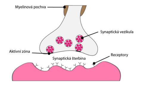 Schéma mechanizmu účinku sibutramínu na neurotransmitery v mozgu