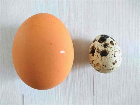 Porovnanie veľkosti a nutričného zloženia slepačieho a prepeličieho vajíčka.