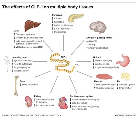 Schéma znázorňujúca pôsobenie GLP-1 agonistov v tele - vplyv na mozog (centra hladu a sýtosti), žalúdok (spomalenie vyprázdňovania) a pankreas (stimulácia inzulínu).