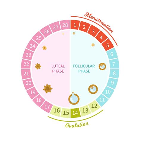 Ilustračná schéma ženského reprodukčného systému a hormonálnej regulácie menštruačného cyklu